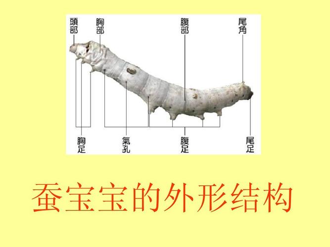 5蚕的生命周期ppt