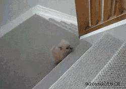 滚楼梯.gif
