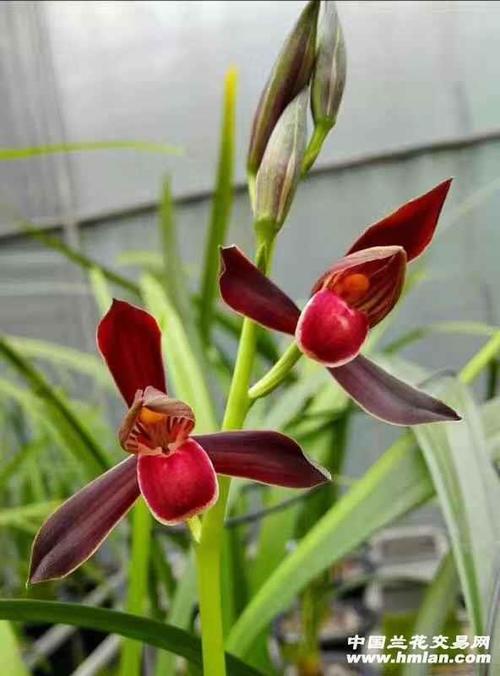 这是我见过的紫宸最漂亮的开品-墨兰篇-中国兰花交易