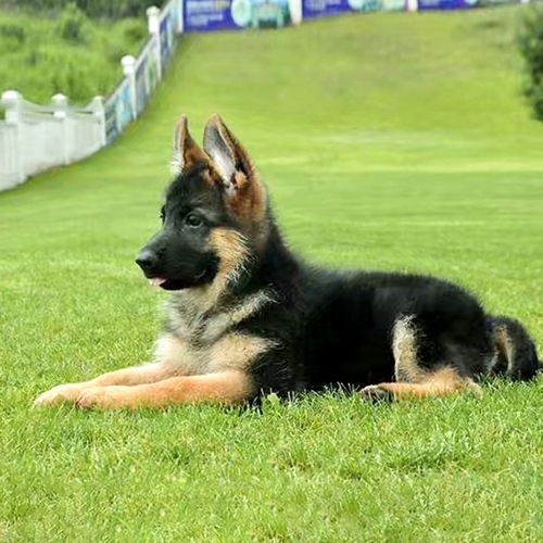 双血统赛级德牧家养大型犬德国黑背德牧幼犬