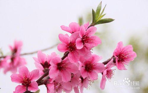 手机怎样拍出好看的桃花图片?