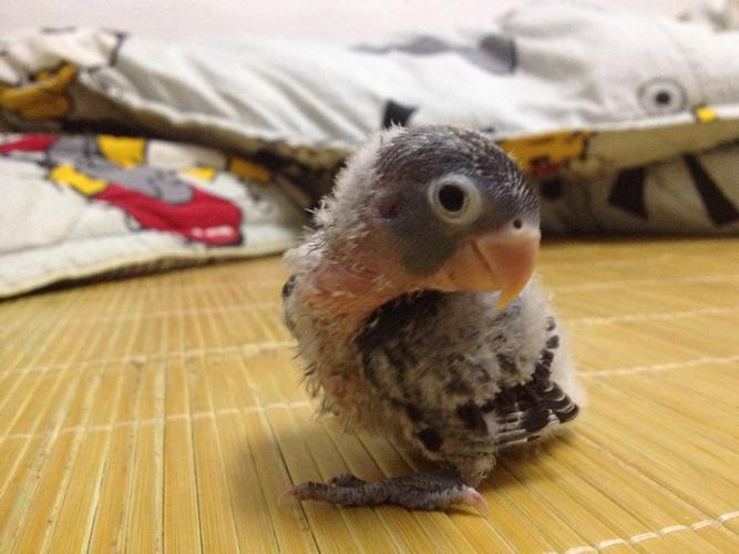 手养了20多天牡丹鹦鹉不亲人,喜欢钻黑角落,怎么办?