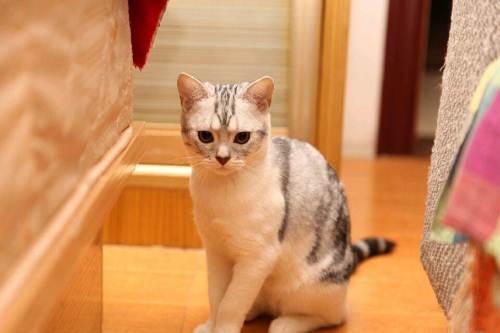 7个月大美短加白mm