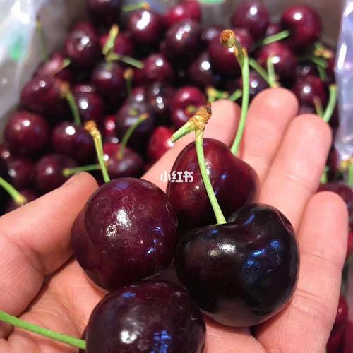 智力"孔雀开屏"双j 车厘子 品质极好～口感棒 天天吃车厘子怎么都吃不