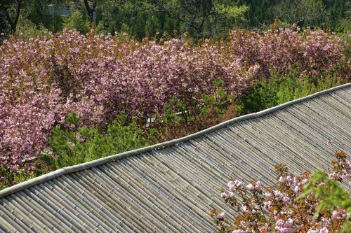 4月22日淄博开元溶洞樱花节拾零