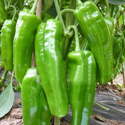 金玉大青椒种子巨型牛角椒羊角椒超辣辣椒种籽高产四