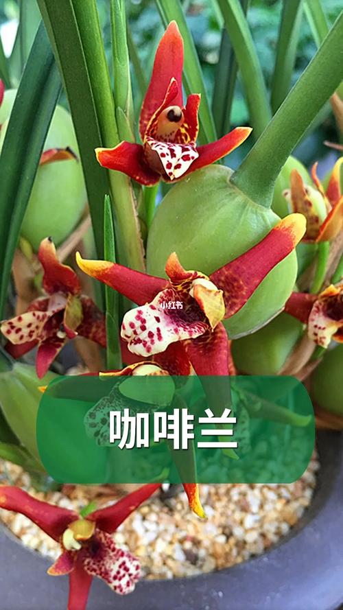 喜欢喝咖啡的同学,一定要养盆咖啡兰～_咖啡_养花_养花知识分享_家居