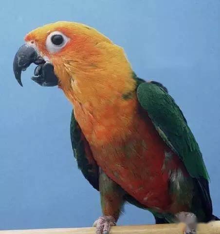 一篇文章让你弄懂鹦鹉的所有品种和大小,超全超详细