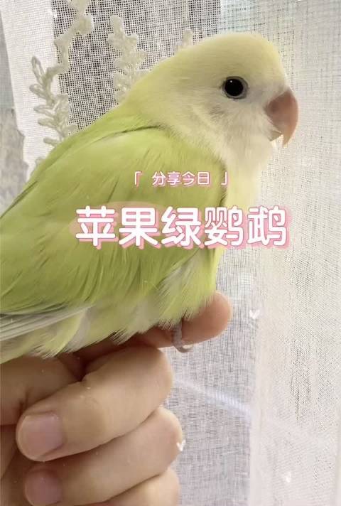 这是新来的果果,一只苹果绿澳闪.