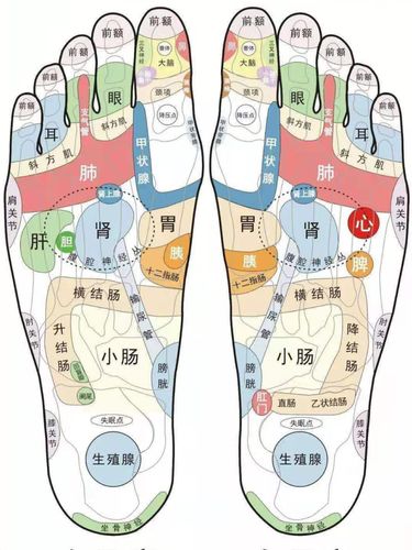 标准足部反射区图|从足部调理全身_养生_中医养生_医疗健康_医疗健康