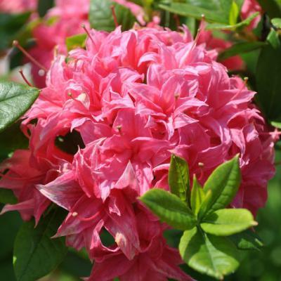 微信头像杜鹃花