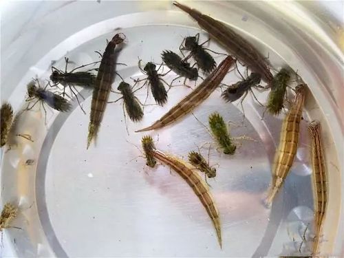 蜻蜓的幼虫,生活在水中,学名叫"水趸","吃鱼虎"是对它的俗称.