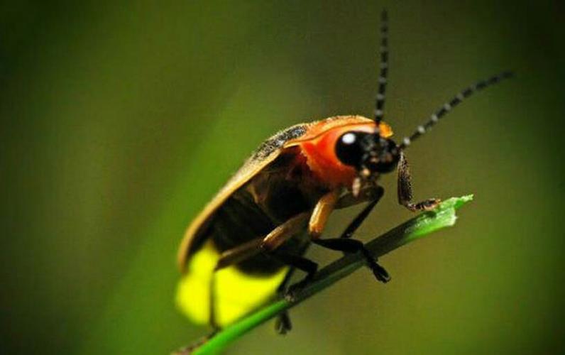 我用手轻轻一抓就抓到一只萤火虫!儿子,轻点!它太小了!