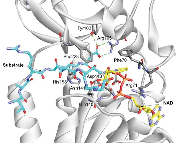 sirtuin 5: a review of structure, known inhibitors and clues for