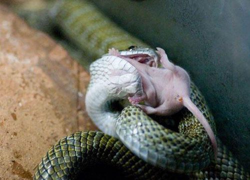 组图:实拍蛇吞小白鼠瞬间 (4)