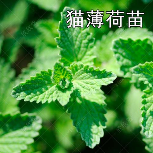 猫薄荷猫草苗新鲜可食用薄荷叶四季盆栽香草苗观赏芳香驱蚊草
