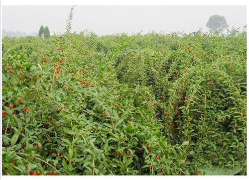 野生黑枸杞树苗宁夏新疆红色枸杞苗老桩盆景盆栽枸杞子植物果树苗 红