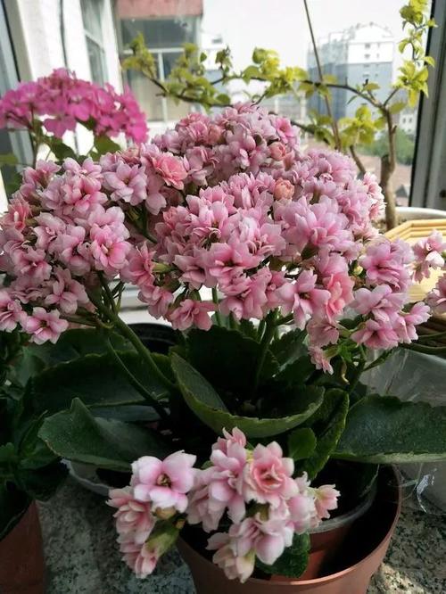 长寿花-风花雪月,名字就很美,花朵大,有层次感,花色会依据光照强弱