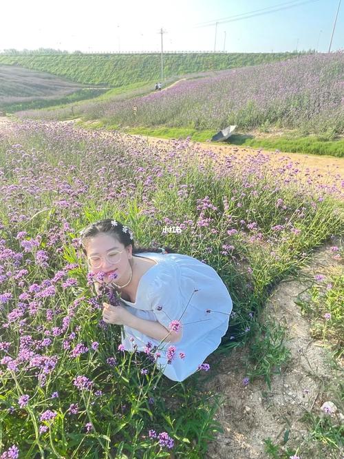 蓬莱有一片漂亮的薰衣草花海哦_景点_花海_刘家旺攻略