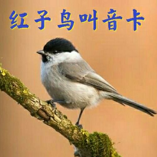 鸟音欣赏红子鸟叫声音卡内存卡高清纯正好音红子叫声tf卡名叫声音