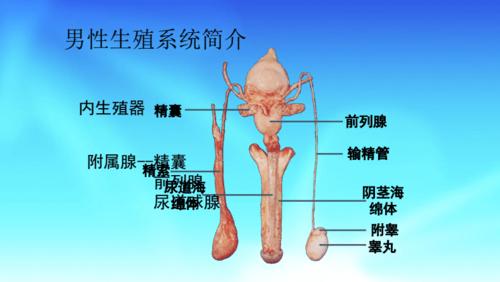 第八章男性生殖系统-附属腺.pdf 5页