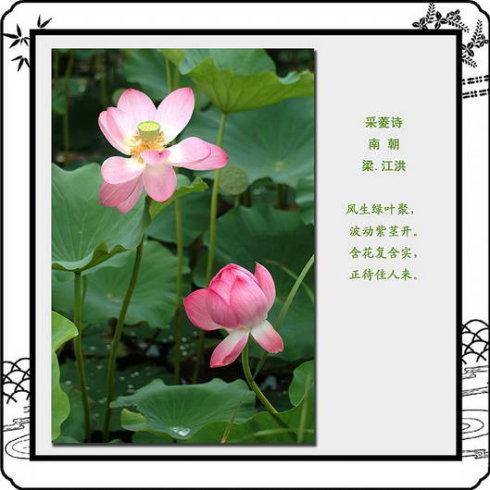 荷花图配诗