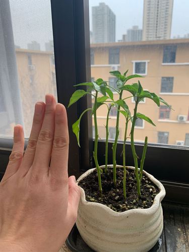 辣椒种子苗秧七彩朝天椒菜苗小米辣盆栽蔬菜种籽孑秧苗籽种大全