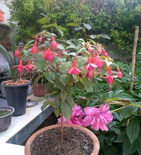 倒挂金钟"度夏死"?掌握小方法,养成大老桩,开成花树,才叫美
