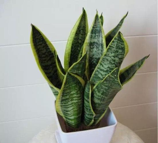 想让虎皮兰暴长2米高,学会这3招,1个月后枝叶疯长!