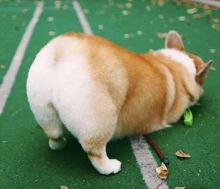 一组萌萌柯基表情包无水印