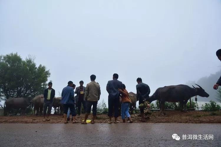 墨江龙甲街惊奇地见到那么多的牛