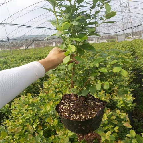 蓝莓的幼苗生长在栽植成活,生长了三年之后在生长速度上会开始明显
