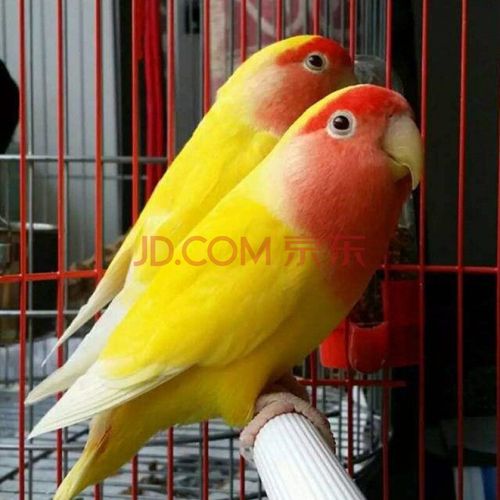 活鸟黄化中型说话鸟牡丹鹦鹉亲人上手宠物鸟 黄桃成年鸟一对(包繁殖)