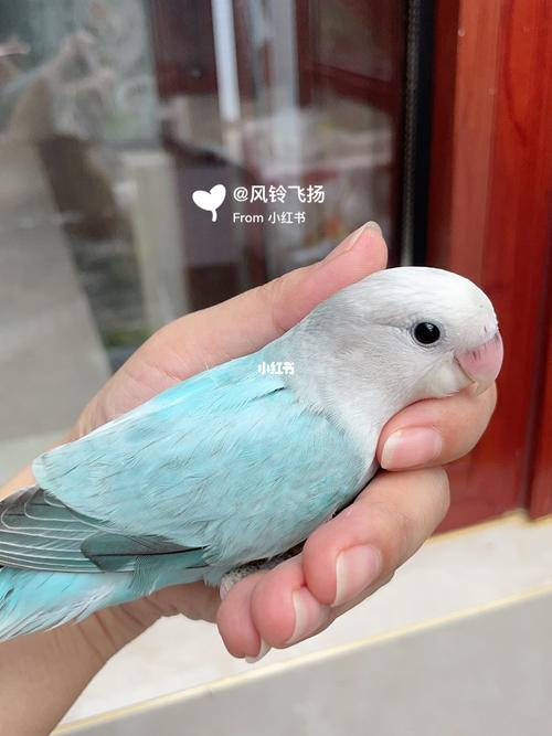 牡丹鹦鹉 松石伊莎_鹦鹉_牡丹_松石_手养牡丹鹦鹉_宠物_宠物其他