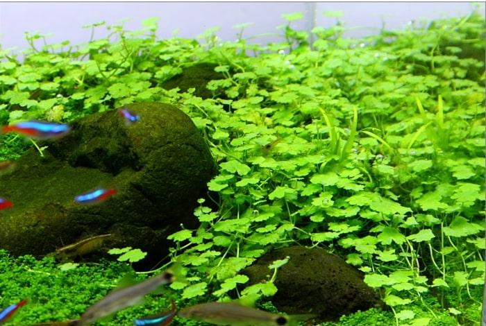 天胡荽资料图片水草缸中的小星星魔法棒