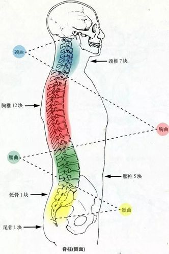 一旦颈椎出现问题,人体就会出现头晕头昏,脑供血不足,肩周炎,心动过