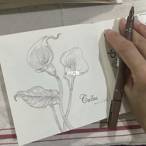 马蹄莲_马蹄莲_广州自由行热门攻略_手绘_针管笔_针管