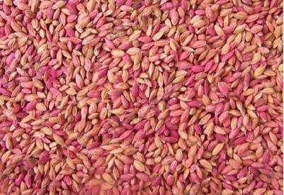 水稻种子是包衣好还是浸种好你选对了吗?