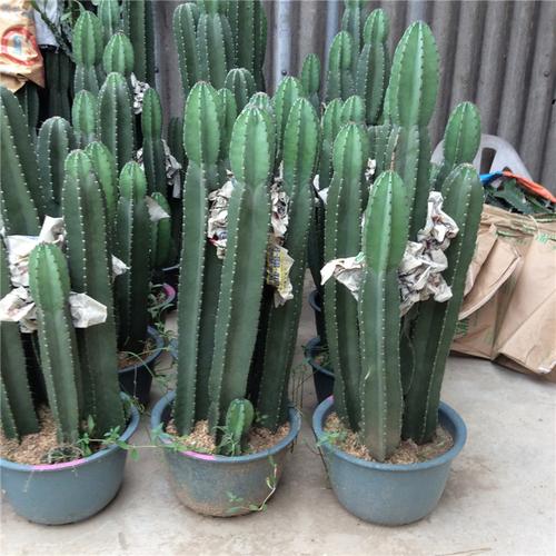 美利花场/量天尺 龙骨花 多肉植物 仙人掌盆栽/1-1.3m