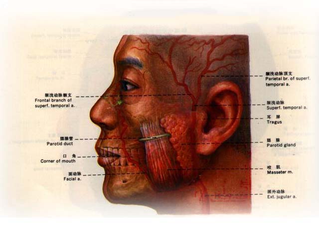 咬肌间隙感染治疗措施你了解吗 咬肌肥大的原因你知道
