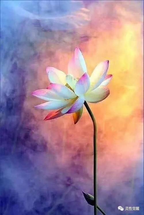 佛是觉悟的人,人是未醒的佛!