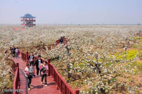 冠州梨园风景区旅游攻略(1/共8页)