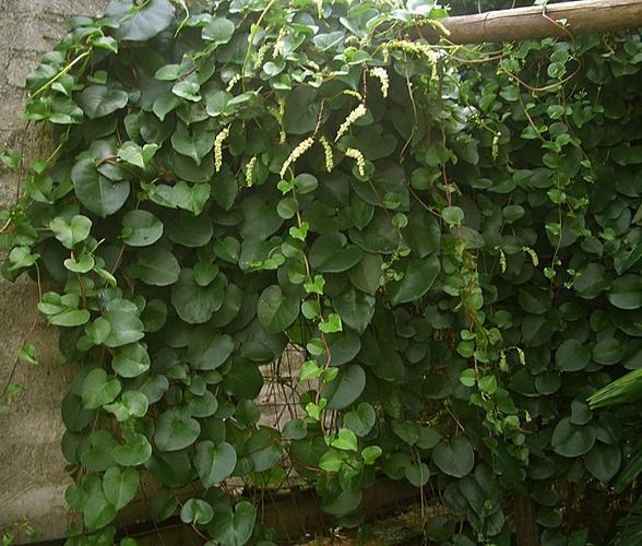 藤三七有这么多功效,它自己都没料到吧