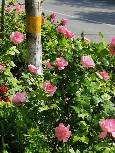 马路边和小区绿化带的漂亮月季