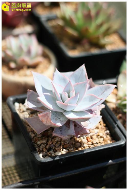 月色扫不开,居然广寒宫 - 图鉴 - 多肉天堂