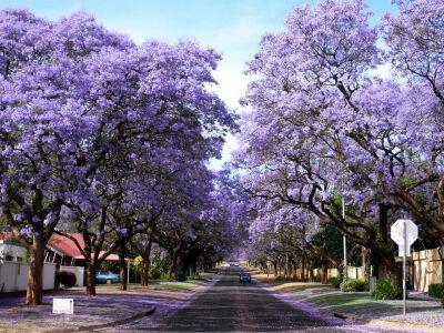 世界热带,暖亚热带地区广泛栽作行道树,遮荫树和风景树.