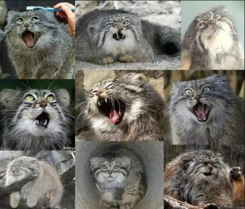 纯天然的动物表情包!生物达人必备(一)