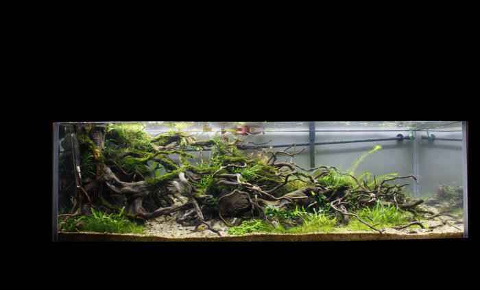 iaplc2012第59名150cm沉木草缸造景图片