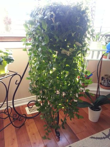 请问这是吊兰吗?什么品种?