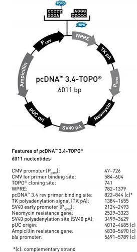 pcdna3.4载体质粒